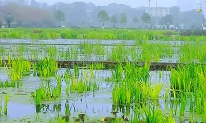 開福區(qū)將建生態(tài)污水處理廠 污水處理廠+人工濕地融合模式