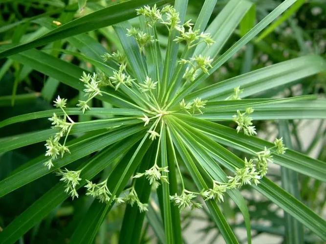 人工濕地的分類與種植植物