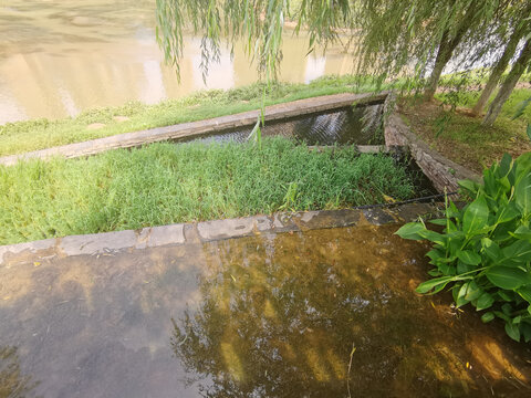城市綠肺 人工濕地公園的生態(tài)智慧與未來展望